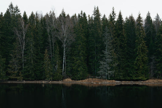 woods with trees