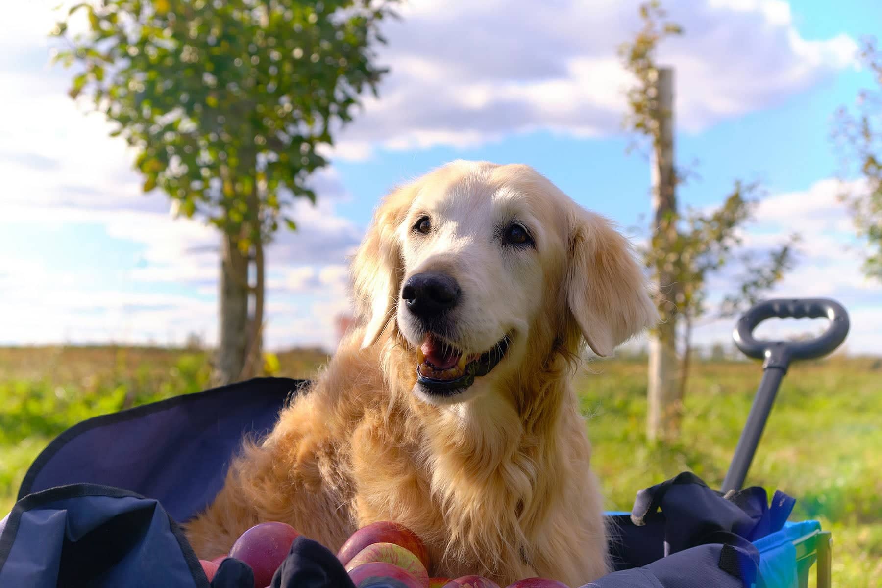Golden retriever enjoying a sunny day outdoors among apple trees in the best fall outdoor activities for cold weather
