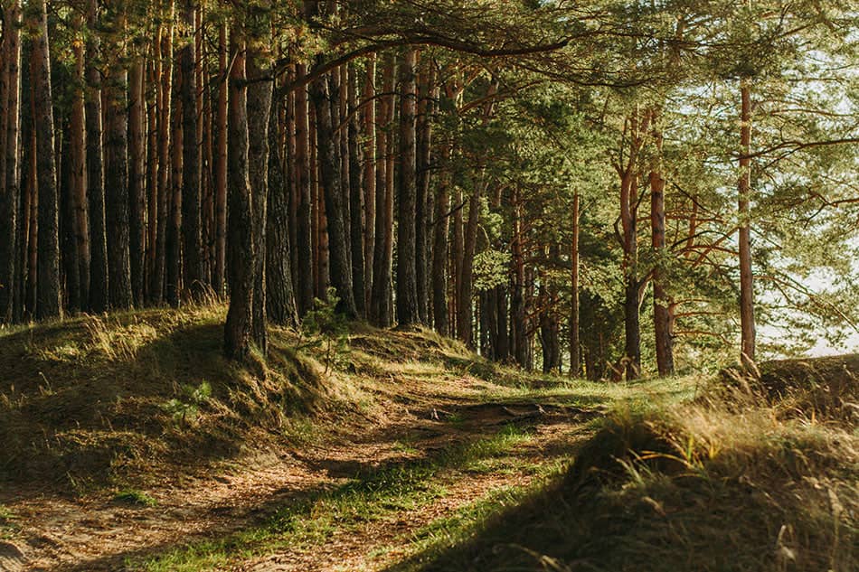 Scenic forest trail surrounded by trees, ideal for exploring with the best base layers for fall hunting
