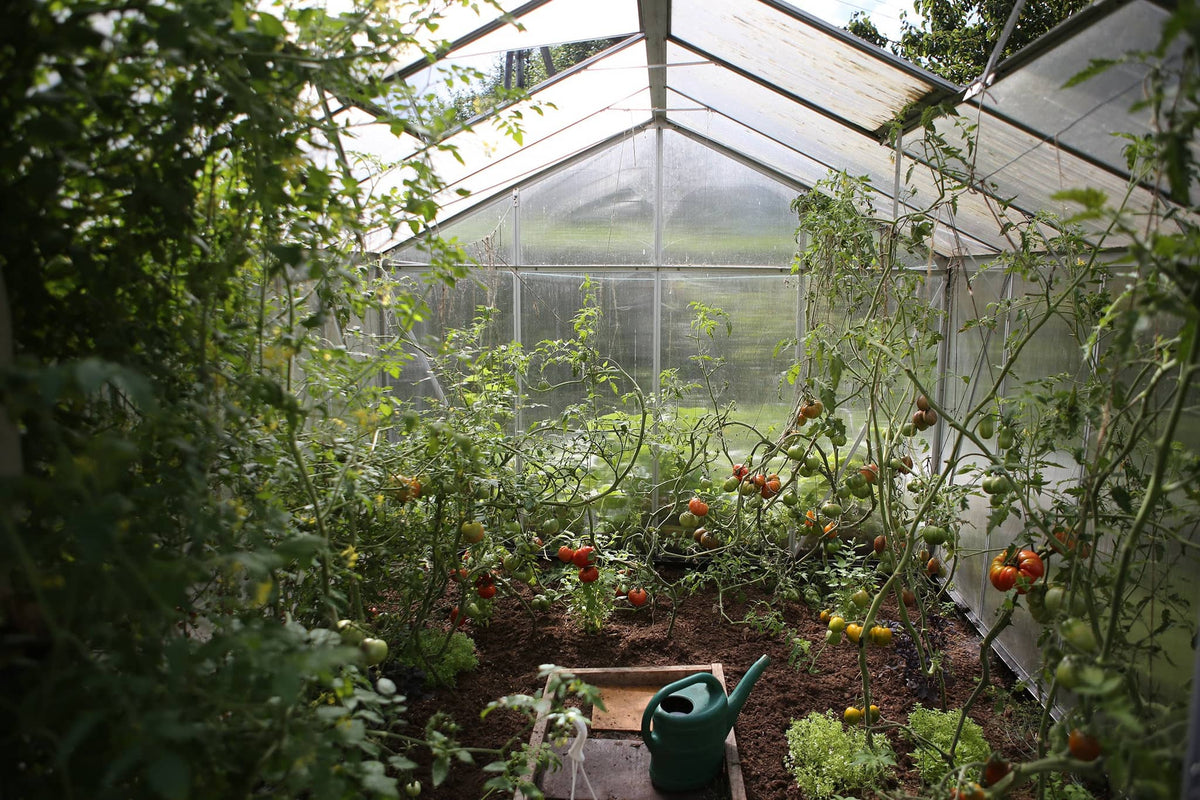 Interior view of a small greenhouse filled with thriving tomato plants, illustrating how to set up a small greenhouse