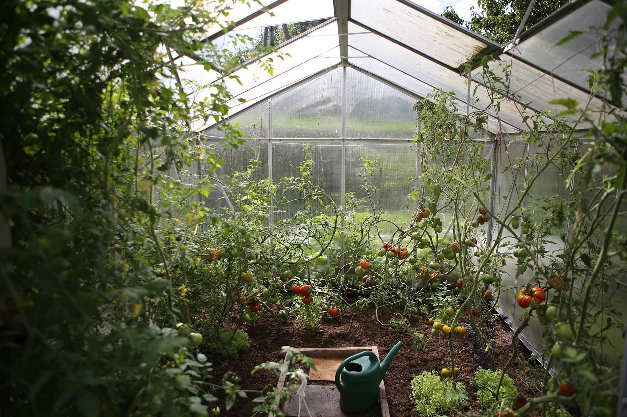 Interior view of a small greenhouse filled with thriving tomato plants, illustrating how to set up a small greenhouse